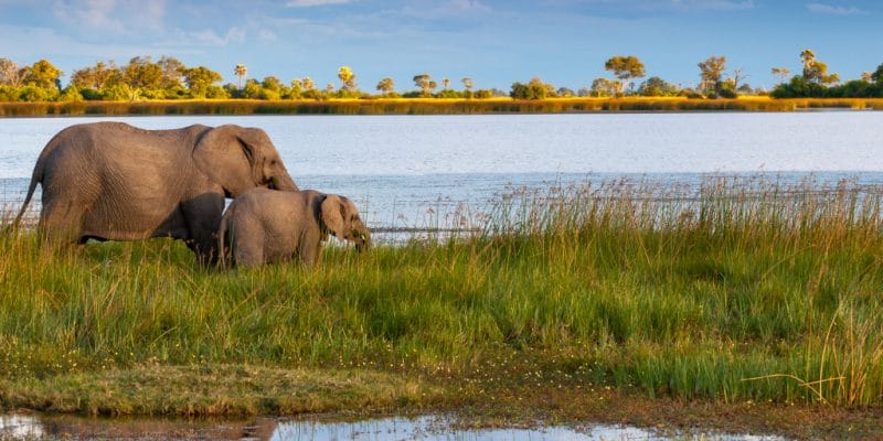 BOTSWANA : « Compact » mêle les riverains à la préservation du bassin de l’Okavango ©manfredstutz/Shutterstock