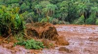 AFRIQUE DU SUD : la biodiversité en péril après l’effondrement d’un barrage minier ©Christyam de Lima/Shutterstock