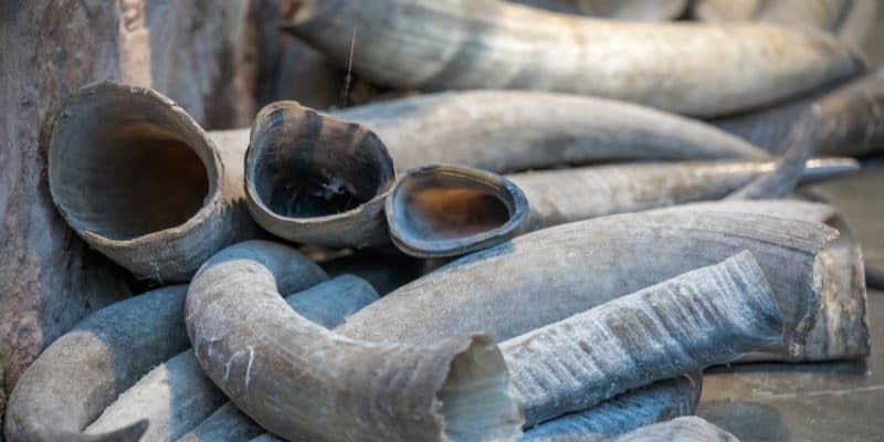 AFRICA: Interpol seizes over four tons of ivory in transit to Asia © Pav-Pro Photography Ltd /Shutterstock