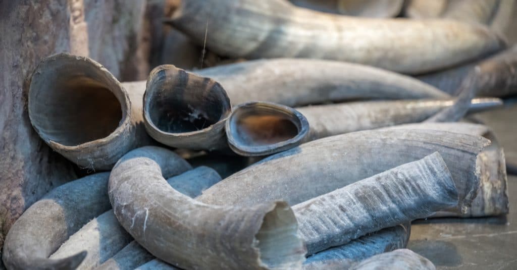 AFRIQUE : Interpol saisit plus de quatre tonnes d’ivoire en transit vers l’Asie © Pav-Pro Photography Ltd /Shutterstock