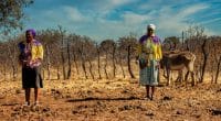 NAMIBIE : une sécheresse imminente inquiète les agriculteurs dans le nord ©Lucian Coman/Shutterstock