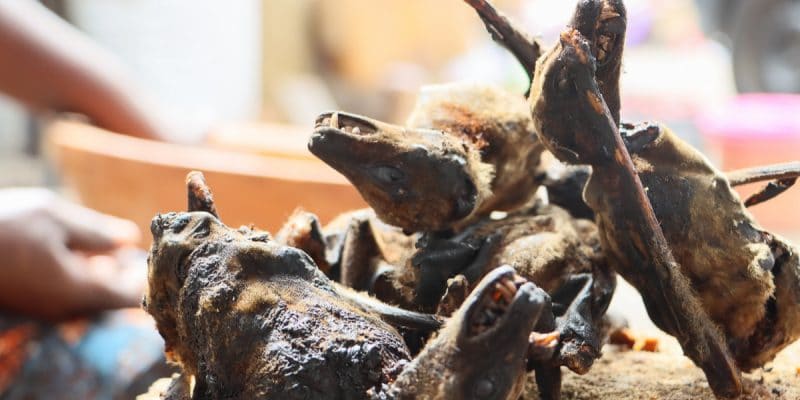 NIGERIA: A campaign against bushmeat consumption is in full swing©William Borney/Shutterstock