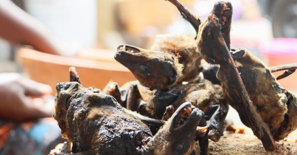 NIGERIA : une campagne contre la consommation de la viande brousse bat son plein©William Borney/Shutterstock