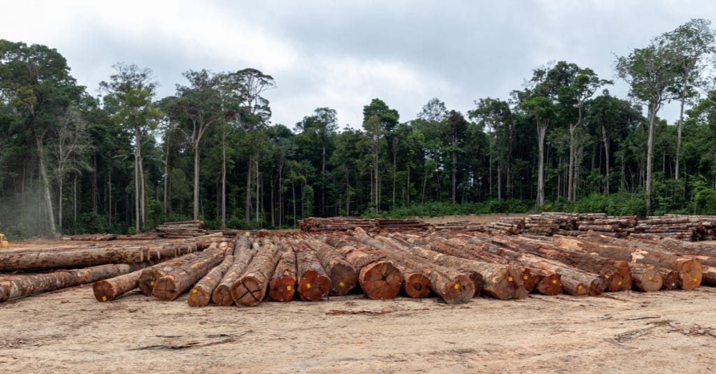 CAMEROUN : le Rufa, pour la préservation d’espèces arbres commerciales dans les UFA©Tarcisio Schnaider/Shutterstock