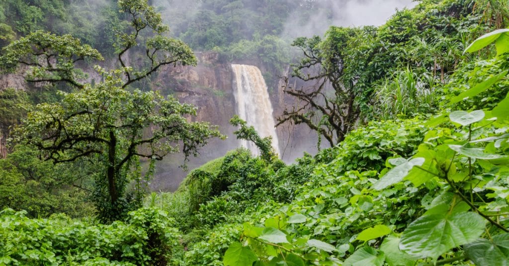 CENTRAL AFRICA: COMIFAC commits to stop deforestation by 2030©Fabian Plock/Shutterstock