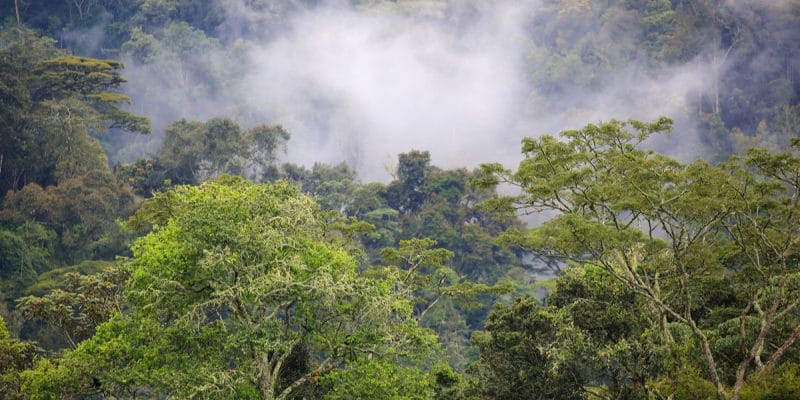 CAMEROON: Uvariopsis dicaprio, a tree species discovered in the Ebo Forest©JordiStock/Shutterstock