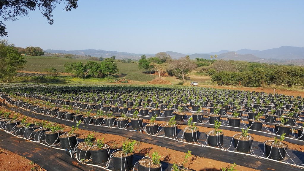 NAMIBIA: Eos Capital invests in irrigation systems provider Cherry©Cherry Irrigation