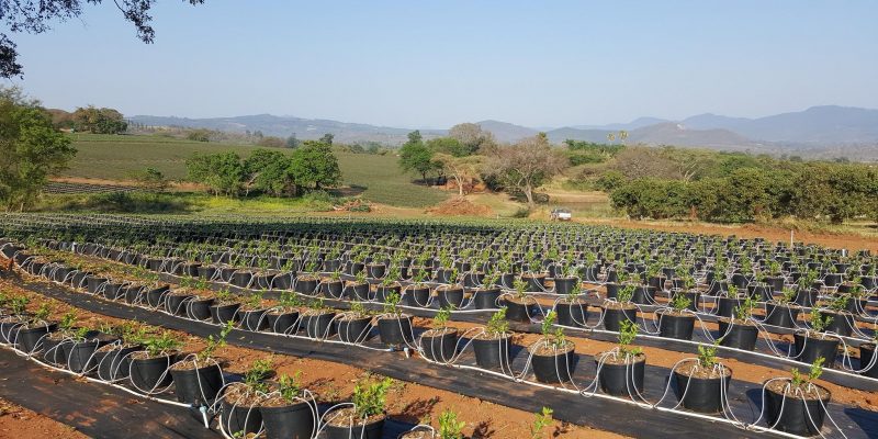 NAMIBIE : Eos Capital investit dans le fournisseur de systèmes d’irrigation Cherry©Cherry Irrigation