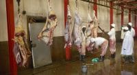 KENYA: NEMA closes 15 slaughterhouses in Nairobi in response to water © Joseph Sohm de Shutterstock