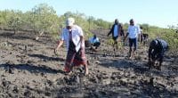 MOZAMBIQUE : Maputo et Blue Forest vont restaurer 185 000 hectares de mangroves© IUCN