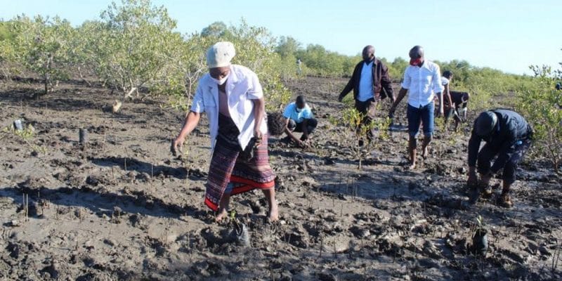 MOZAMBIQUE : Maputo et Blue Forest vont restaurer 185 000 hectares de mangroves© IUCN