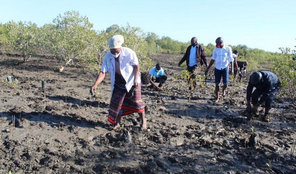 MOZAMBIQUE: Maputo and Blue Forest to restore 185,000 hectares of mangroves© IUCN