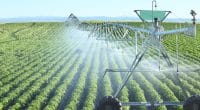 ZIMBABWE : 450 systèmes d’irrigation seront réhabilités pour l’agriculture©B Brown/Shutterstock