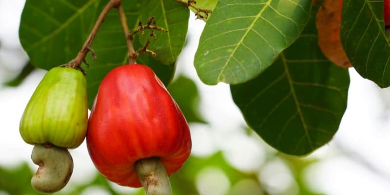 BENIN: A factory will produce oil and bio-coal from cashew waste©SARAH NGUYEN/Shutterstock