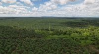 CAMEROUN : très controversé, le projet de palmerai de Campo exonéré d’impôts©Pro Aerial Master/Shutterstock