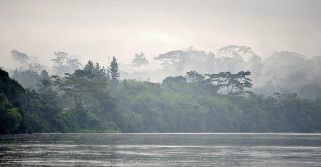 COMIFAC: l’Angola s’engage pour la protection des forêts du bassin du Congo©Sergey Uryadnikov /Shutterstock