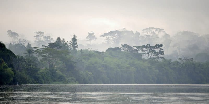 COMIFAC: l’Angola s’engage pour la protection des forêts du bassin du Congo©Sergey Uryadnikov /Shutterstock