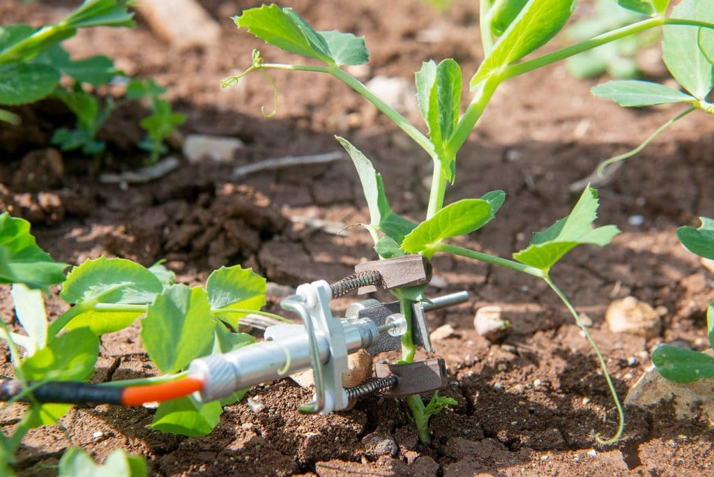 AFRIQUE : la start-up SupPlant mobilise 27 M$ pour l’irrigation intelligente©SupPlant