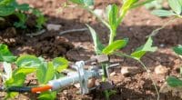 AFRIQUE : la start-up SupPlant mobilise 27 M$ pour l’irrigation intelligente©SupPlant