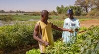 AFRIQUE : l’AFD lance un appel à projets de valorisation des protéines végétales ©Harmattan Toujours/Shutterstock