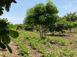 arbre d'anacardier au Cameroun en agroforesterie
