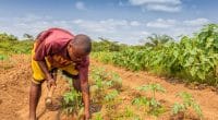 AFRIQUE: 200 M$ pour l’adaptation des exploitants agricoles au changement climatique ©Andre Silva Pinto/Shutterstock