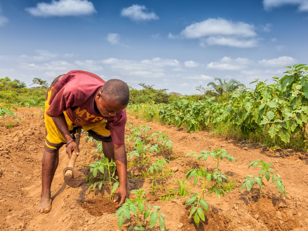 AFRIQUE: 200 M$ pour l’adaptation des exploitants agricoles au changement climatique ©Andre Silva Pinto/Shutterstock
