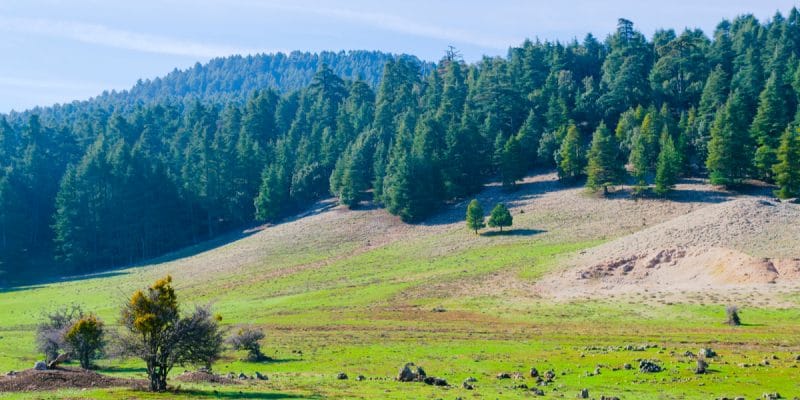 MOROCCO: Towards the restoration of more than 3000 hectares of forest in the Maâmora ©Victoria Labadie/Shutterstock