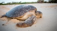 CAMEROON: In Campo, Camvert promises conservation of marine turtles ©Simon Eeman/Shutterstock