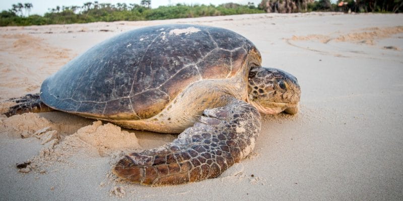 CAMEROON: In Campo, Camvert promises conservation of marine turtles ©Simon Eeman/Shutterstock