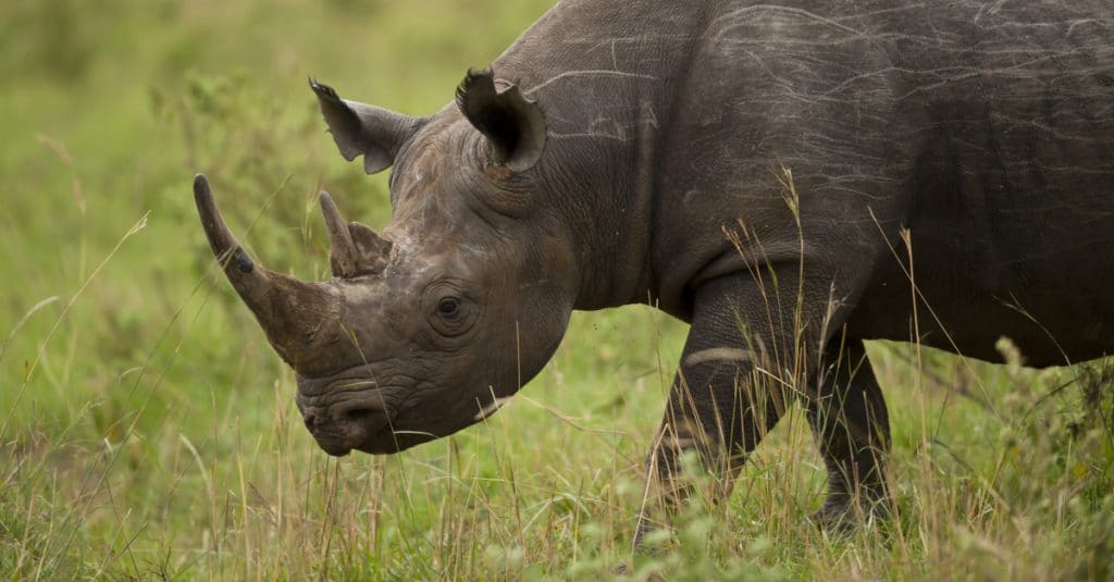 SOUTH AFRICA: The World Bank issues its first Rhino Bond for black rhinos© Fabio Lotti/Shutterstock