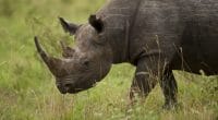 SOUTH AFRICA: The World Bank issues its first Rhino Bond for black rhinos© Fabio Lotti/Shutterstock