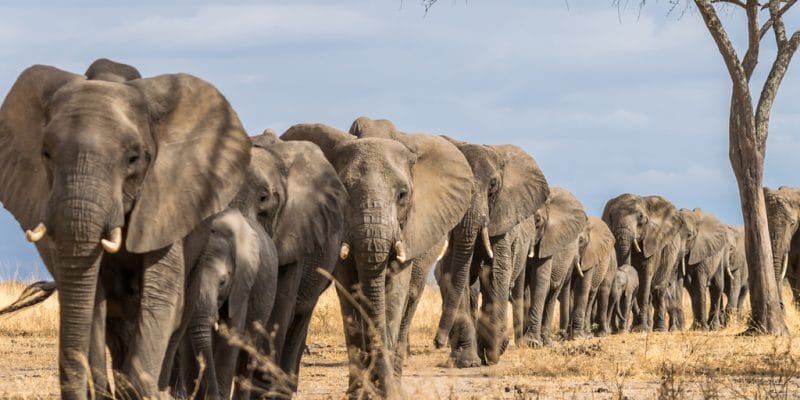 NAMIBIE: suite à la vente aux enchères, 22 éléphants quittent Windhoek pour Abu Dhabi ©hansen.matthew.d/Shutterstock