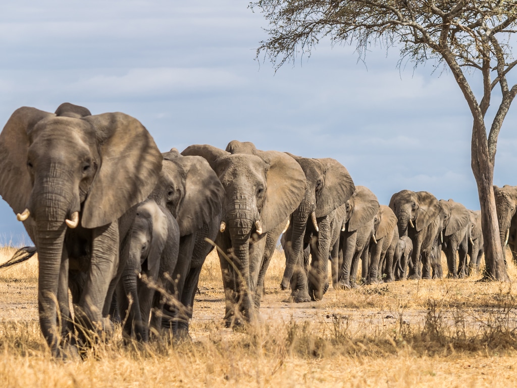 NAMIBIE: suite à la vente aux enchères, 22 éléphants quittent Windhoek pour Abu Dhabi ©hansen.matthew.d/Shutterstock