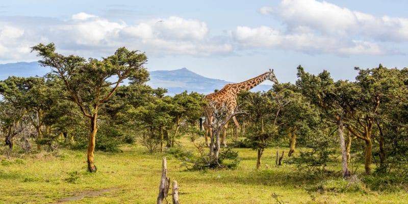 AFRICA: WWF and IUCN suggest a $60 billion fund for biodiversity ©Jen Watson/Shutterstock