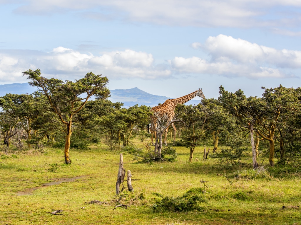 AFRIQUE : le WWF et l’UICN suggèrent un fonds de 60 Md$ pour la biodiversité ©Jen Watson/Shutterstock
