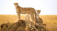 AFRIQUE : l’AWF lance l’appel à candidatures de la photographie sur la faune sauvage ©Vaganundo_Che/Shutterstock