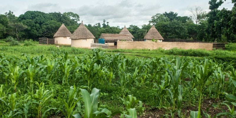 SENEGAL: In Khor Bango, a solar pumping system serves 400 market gardeners Jean-Baptiste Joire/Shutterstock