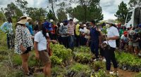 MADAGASCAR: Sogea-Satom launches a reforestation operation in Antolojanahary© Sogea-Satom