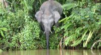 AFRIQUE : réintroduire les grands mammifères pour restaurer les terres dégradées©Christian Edelmann/Shutterstock