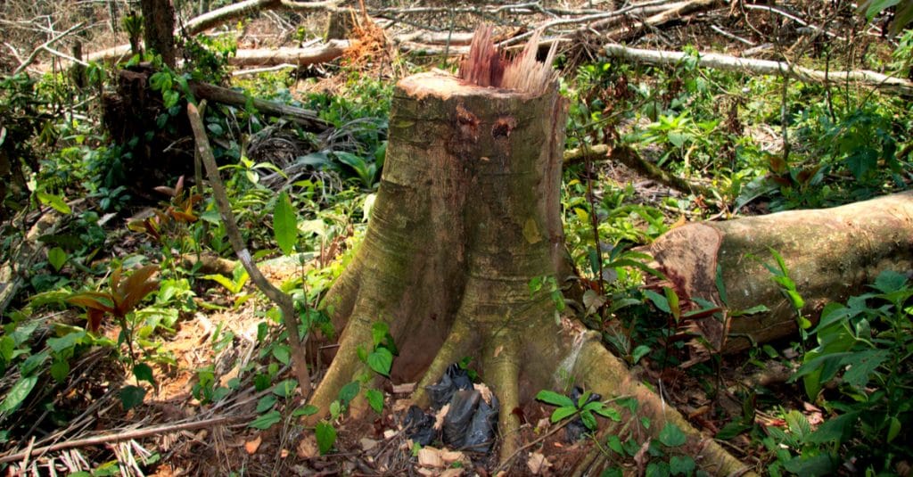 RDC : le gouvernement suspend 12 concessions forestières illégales©Nick Greaves/Shutterstock