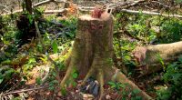 RDC : le gouvernement suspend 12 concessions forestières illégales©Nick Greaves/Shutterstock