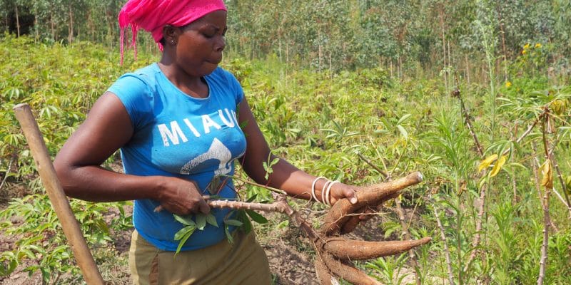 RWANDA : un financement de 350 M$ pour la résilience climatique des agriculteurs©fivepointsix/Shutterstock