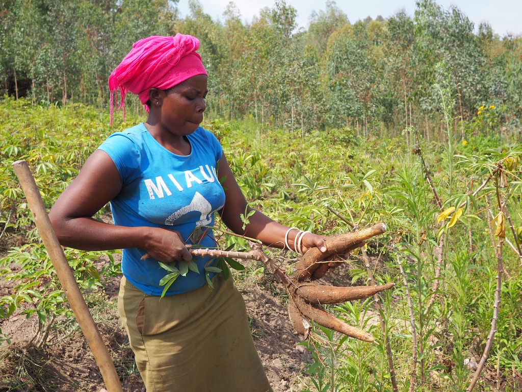 RWANDA : un financement de 350 M$ pour la résilience climatique des agriculteurs©fivepointsix/Shutterstock