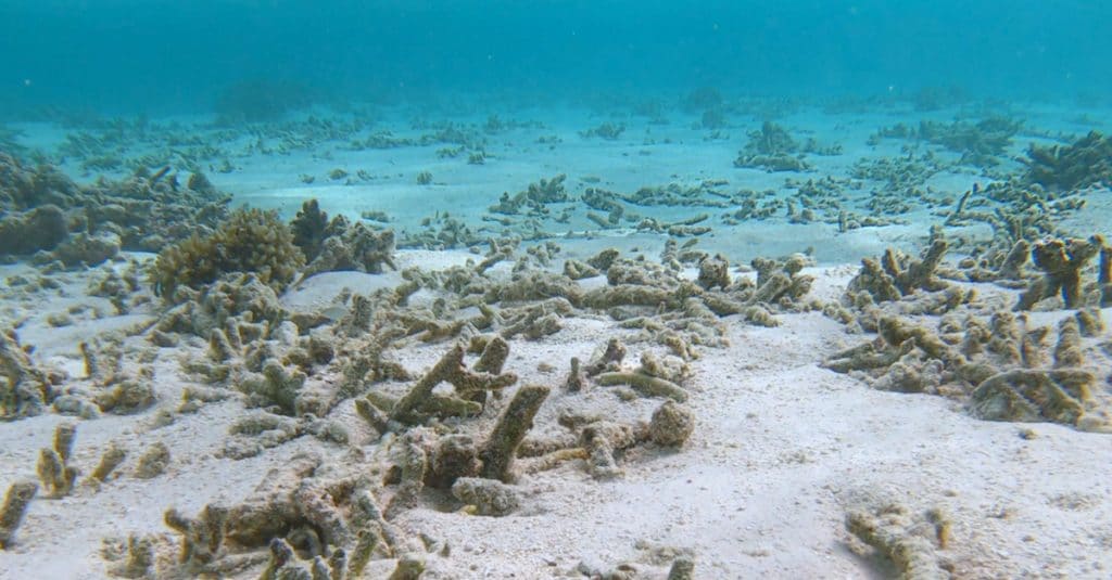 AFRIQUE : deux sites bénéficient du plan de l’Unesco pour les récifs coralliens©Flystock/Shutterstock