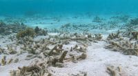 AFRIQUE : deux sites bénéficient du plan de l’Unesco pour les récifs coralliens©Flystock/Shutterstock