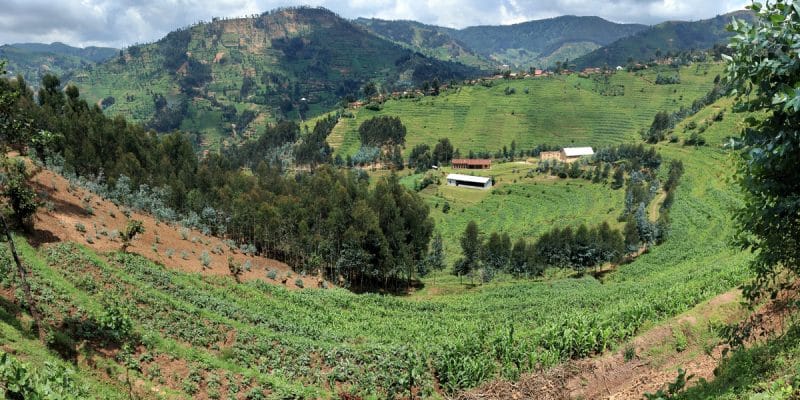 AFRICA: Yves Saint Laurent to restore 1000 ha of land in Morocco and Madagascar©Wirestock Creators/Shutterstock