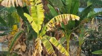 EGYPT: Partnership with Australia for banana waste recycling©Plalo S/Shutterstock
