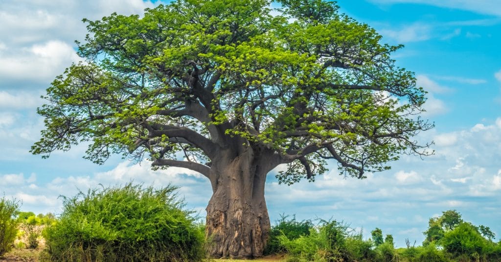 AFRIQUE : surexploitées, sept plantes sauvages vedettes frôlent la disparition©LouieLea/Shutterstock