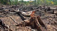 COP15: Economic interests behind massive deforestation in Ivory Coast© PARALAXIS/Shutterstock